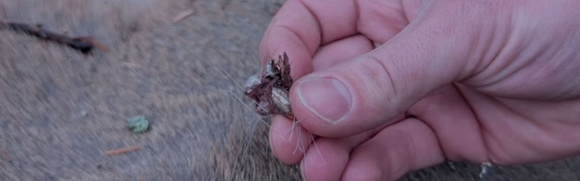 Speer Impact bullet upset pulled from a deer
