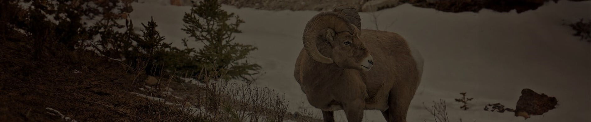big horn sheep in snowy mountains