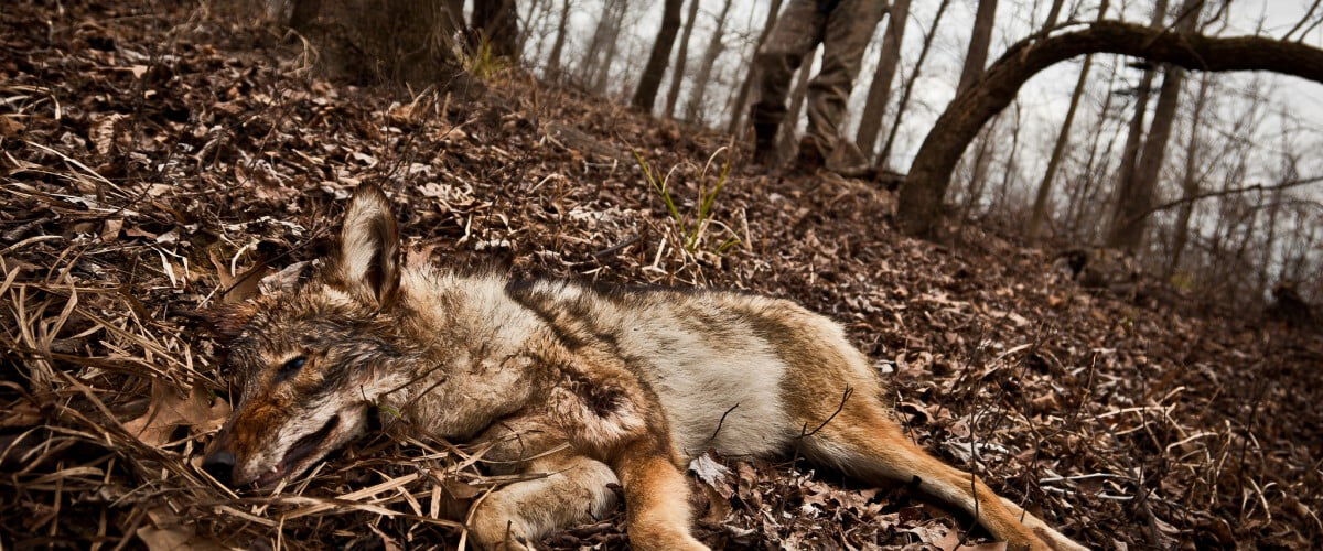 a dead coyote laying in leaves