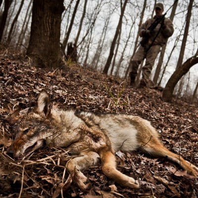 a dead coyote laying in leaves