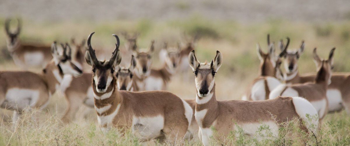 herd of pronghorn standing in tall grass