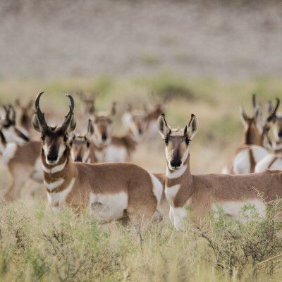 herd of pronghorn standing in tall grass