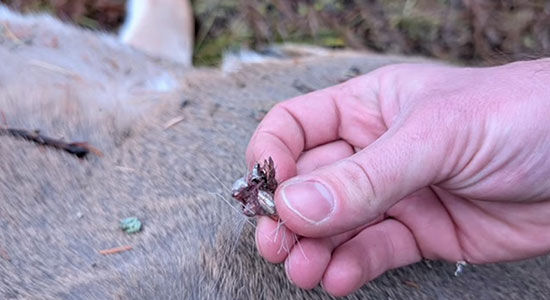 Impact Bullets Upset pulled from a deer